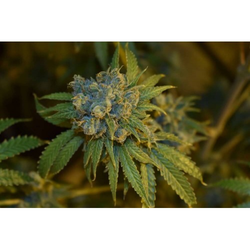 Cherry Punch Auto Feminised Seeds Cherry Punch Auto Feminised Seeds