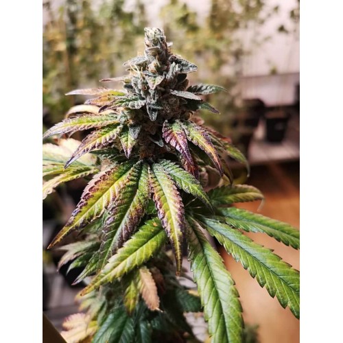 Gorilla Punch Auto Feminised Seeds