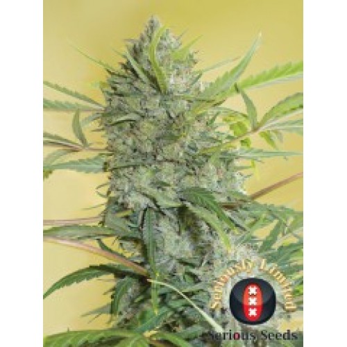 Serious Happiness Feminised Seeds Serious Happiness Feminised Seeds