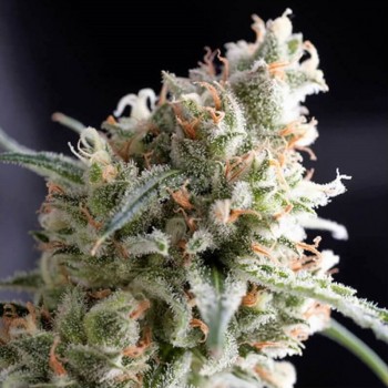 Kukulkan Feminised Seeds Kukulkan Feminised Seeds