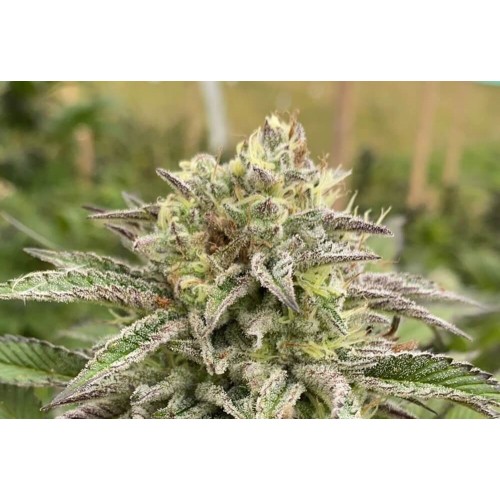 Break-Up Cake Feminised Seeds Break-Up Cake Feminised Seeds
