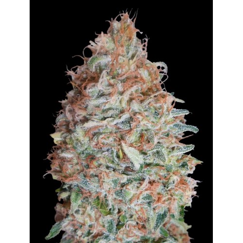 Banana Cookies Feminised Seeds
