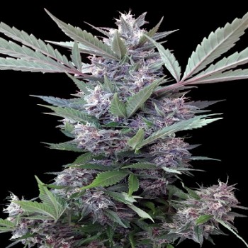 Bubba Kush x PCK Regular Seeds Bubba Kush x PCK Regular Seeds