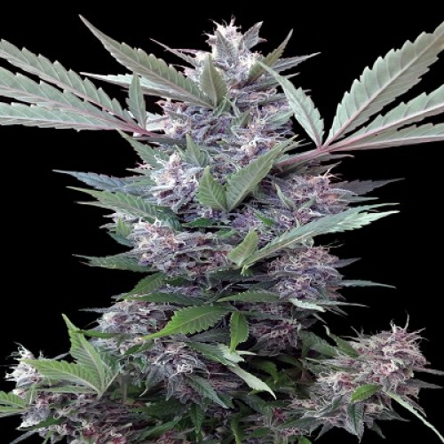Bubba Kush x PCK Regular Seeds