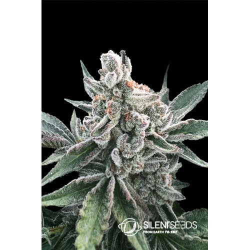 Polar Gelato Auto Feminised Seeds