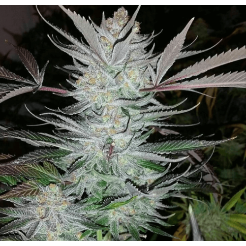 Shangri-La Regular Seeds Shangri-La Regular Seeds