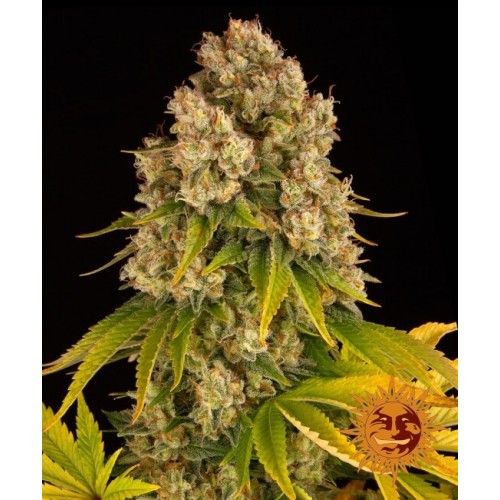 Cheese Auto Feminised Seeds
