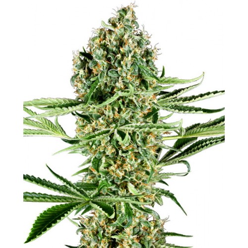 Critical Runtz Feminised Seeds Critical Runtz Feminised Seeds