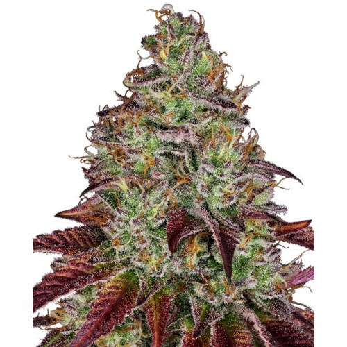 Tezla OG Feminised Seeds