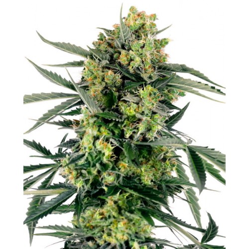 Blueberry Zkittlez Auto Feminised Seeds