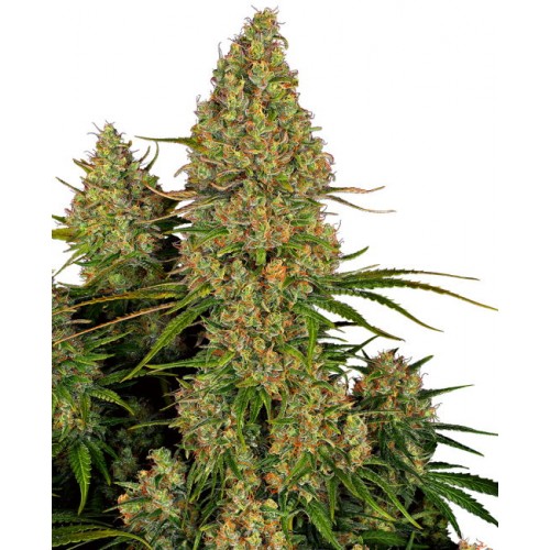 Sticky Orange XXL Auto Feminised Seeds