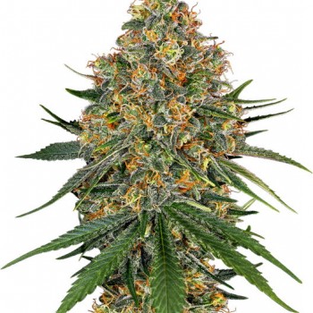 White Cheese Feminised Seeds White Cheese Feminised Seeds