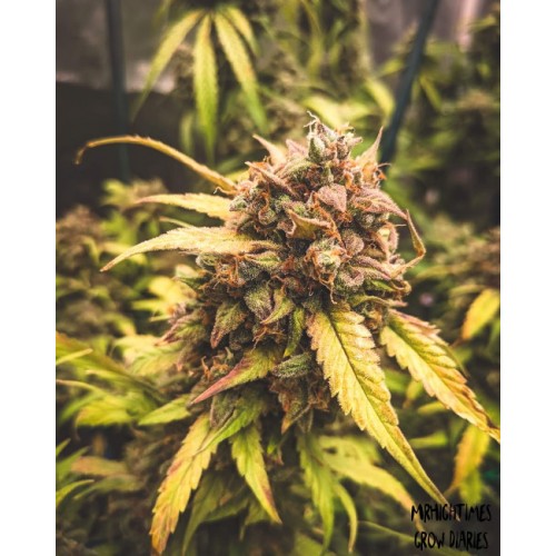 Bear Assed Monkey Auto Feminised Seeds