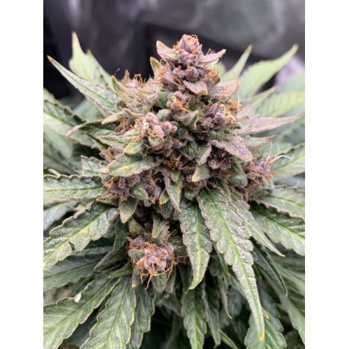Forgotten Strawberries Auto Feminised Seeds Forgotten Strawberries Auto Feminised Seeds