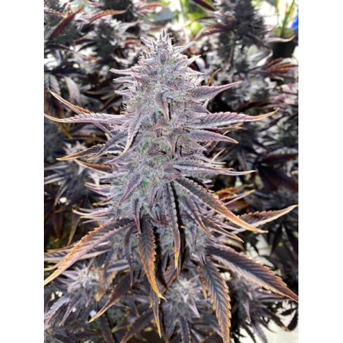 Ghost Toof Auto Feminised Seeds Ghost Toof Auto Feminised Seeds