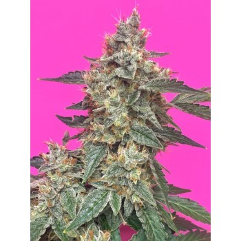 Aunt Ginny's Elixir CBD Auto Feminised Seeds Aunt Ginny's Elixir CBD Auto Feminised Seeds