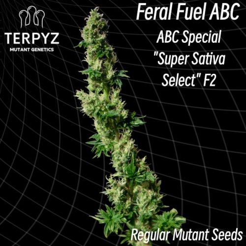 Feral Fuel ABC Regular Seeds Feral Fuel ABC Regular Seeds