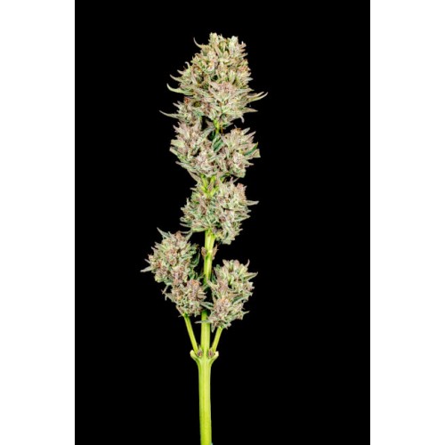 Garlic Jam Auto Feminised Seeds Garlic Jam Auto Feminised Seeds