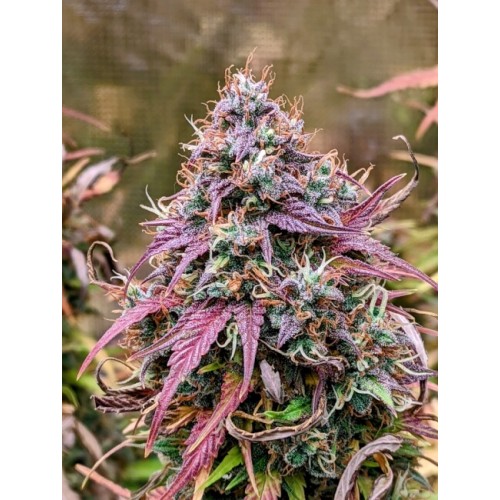 Grizzly Crinkle Auto Feminised Seeds
