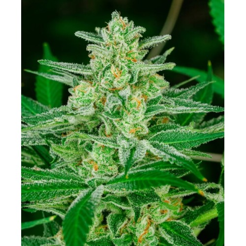 Blue Dream FAST Feminised Seeds Blue Dream FAST Feminised Seeds