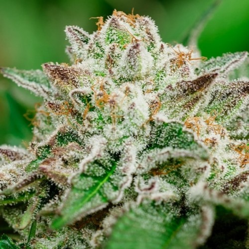 Cosmic Crashers Feminised Seeds Cosmic Crashers Feminised Seeds