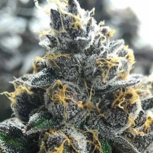 Divorce Cake Feminised Seeds Divorce Cake Feminised Seeds