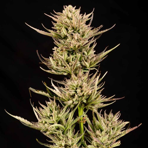 Cookie Apple OG F1 Auto Feminised Seeds Cookie Apple OG F1 Auto Feminised Seeds