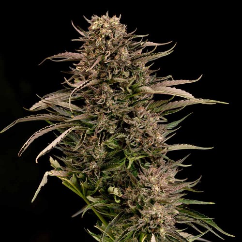 Fatso GMO F1 Auto Feminised Seeds Fatso GMO F1 Auto Feminised Seeds
