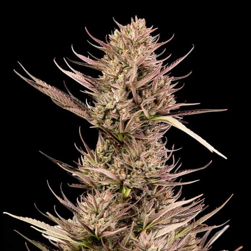 Garlic Muffin F1 Auto Feminised Seeds
