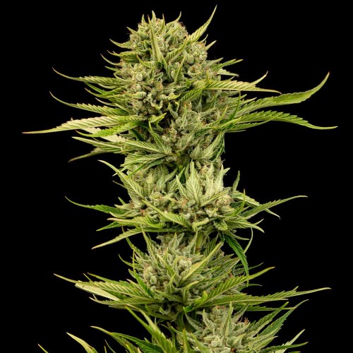 Blueberry Pie F1 FAST Feminised Seeds Blueberry Pie F1 FAST Feminised Seeds
