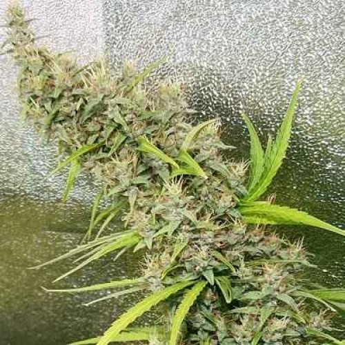 Thai x Panama Regular Seeds