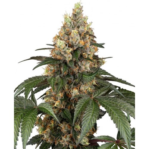 Chocolate Rainbow XXL Feminised Seeds Chocolate Rainbow XXL Feminised Seeds