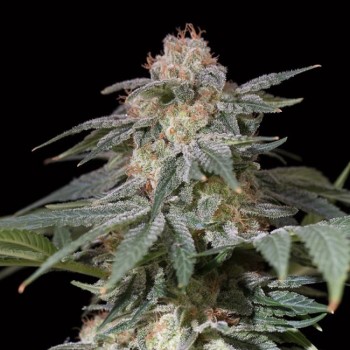 Lemon Tree FAST Feminised Seeds Lemon Tree FAST Feminised Seeds