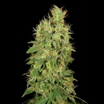 Chronic CBD Feminised Seeds Chronic CBD Feminised Seeds