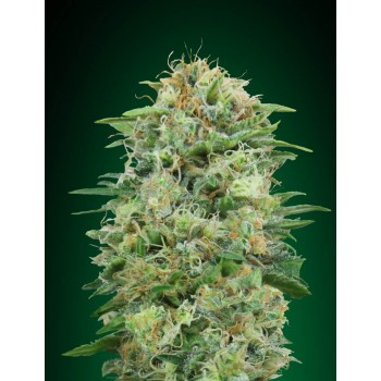 White Widow CBD Feminised Seeds