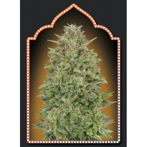 00 Skunk Feminised Seeds 00 Skunk Feminised Seeds