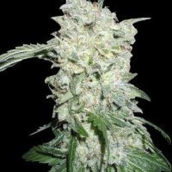 Afghan Kush SPECIAL Feminised Seeds Afghan Kush SPECIAL Feminised Seeds