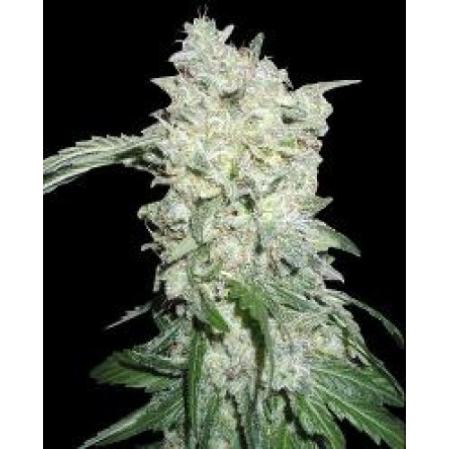 Afghan Kush SPECIAL Feminised Seeds Afghan Kush SPECIAL Feminised Seeds