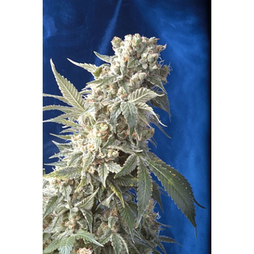 AK47 Feminised Seeds AK47 Feminised Seeds
