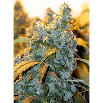 Chronic Feminised Seeds Chronic Feminised Seeds