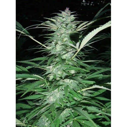 Serious 6 Feminised Seeds Serious 6 Feminised Seeds