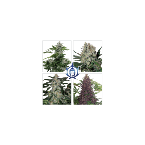 Assorted Mix Auto Feminised Seeds Assorted Mix Auto Feminised Seeds