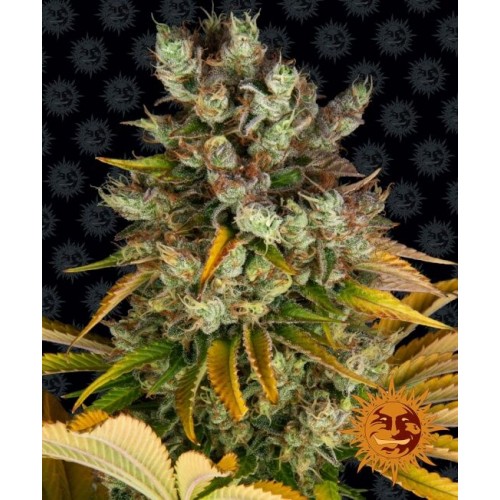 GMO Feminised Seeds GMO Feminised Seeds