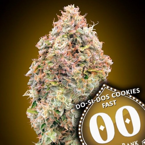 Do-Si-Dos Cookies FAST Feminised Seeds Do-Si-Dos Cookies FAST Feminised Seeds