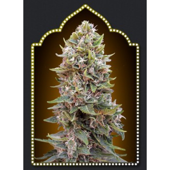 Cheese Berry Auto Feminised Seeds Cheese Berry Auto Feminised Seeds