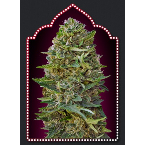Caramel Kush Feminised Seeds Caramel Kush Feminised Seeds