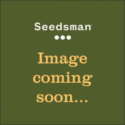 Mephisto's Wedding Auto Feminised Seeds Mephisto's Wedding Auto Feminised Seeds