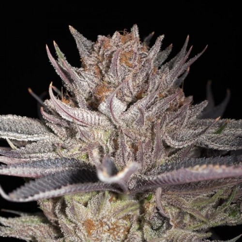 Lemon Tree 2.0 Feminised Seeds Lemon Tree 2.0 Feminised Seeds