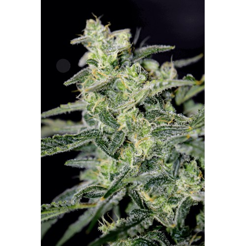 Hubbabubbahaze Auto Feminised Seeds Hubbabubbahaze Auto Feminised Seeds