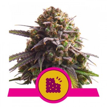 Biscotti Feminised Seeds